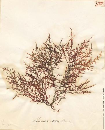 Laurencia obtusa_129.jpg